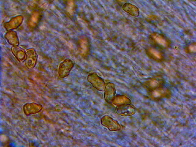 Due giorni di raccolta in 20 foto